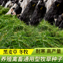 冬牧70黑麦草种子牧草种子养殖牧草产草量高牛羊兔