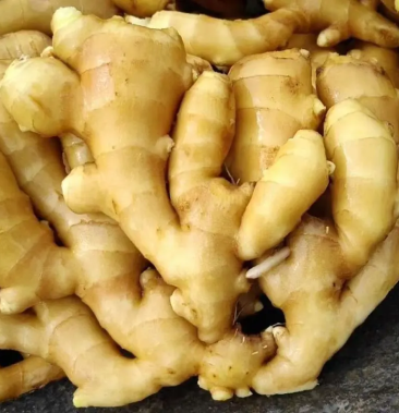 山东精品大黄姜农户种植精品好姜大个头精品货欢迎咨询