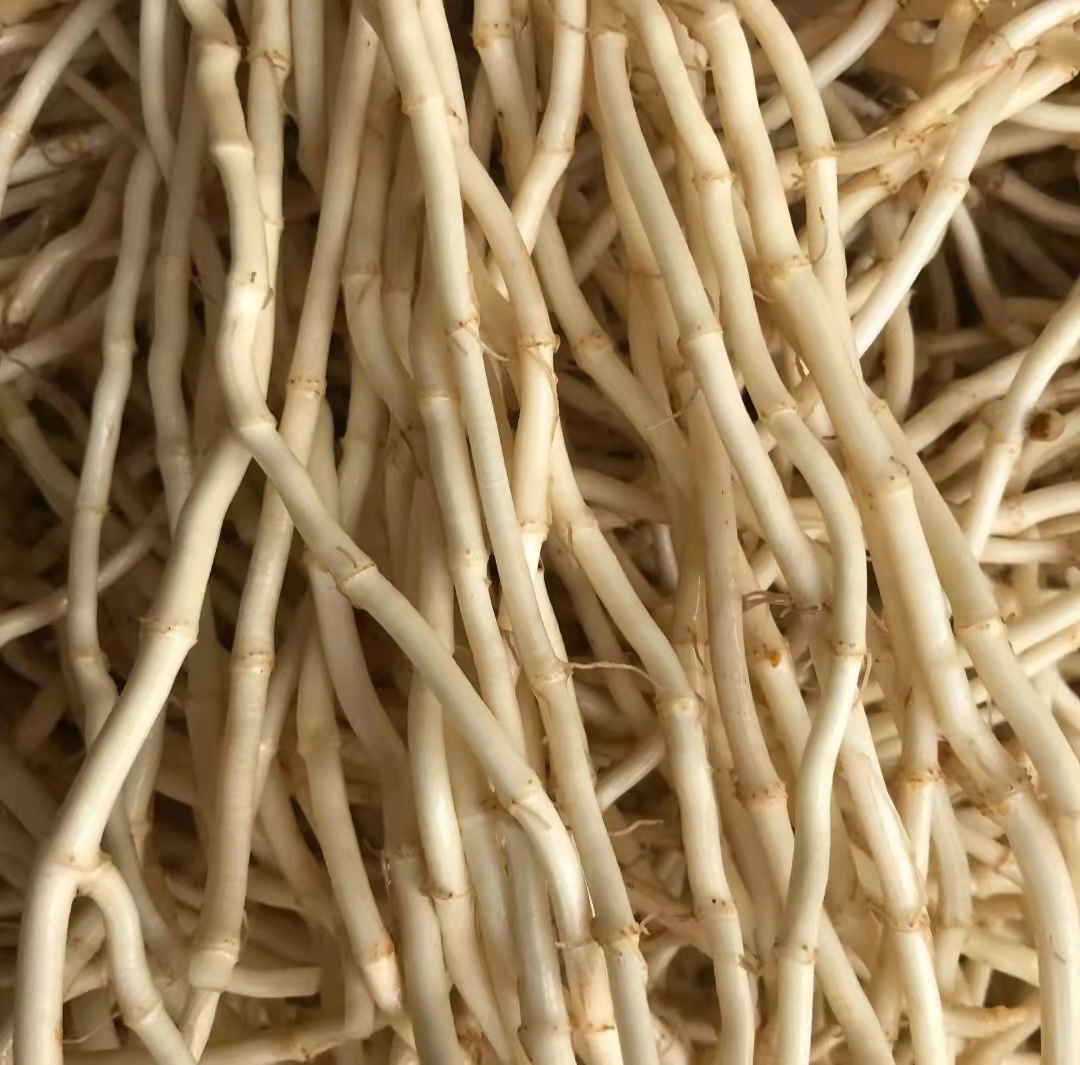 一幅详细的鱼腥草解剖图,标注了地下根茎、节间、须根、地上茎、心形叶片、叶柄、穗状花序等各个部位,采用黑白线描风格并配有中文注释,适用于教学与科普用途 鱼腥草解剖结构示意图