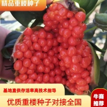 优质重楼种子独角莲种子鲜果七叶一枝花种子提供技术指导