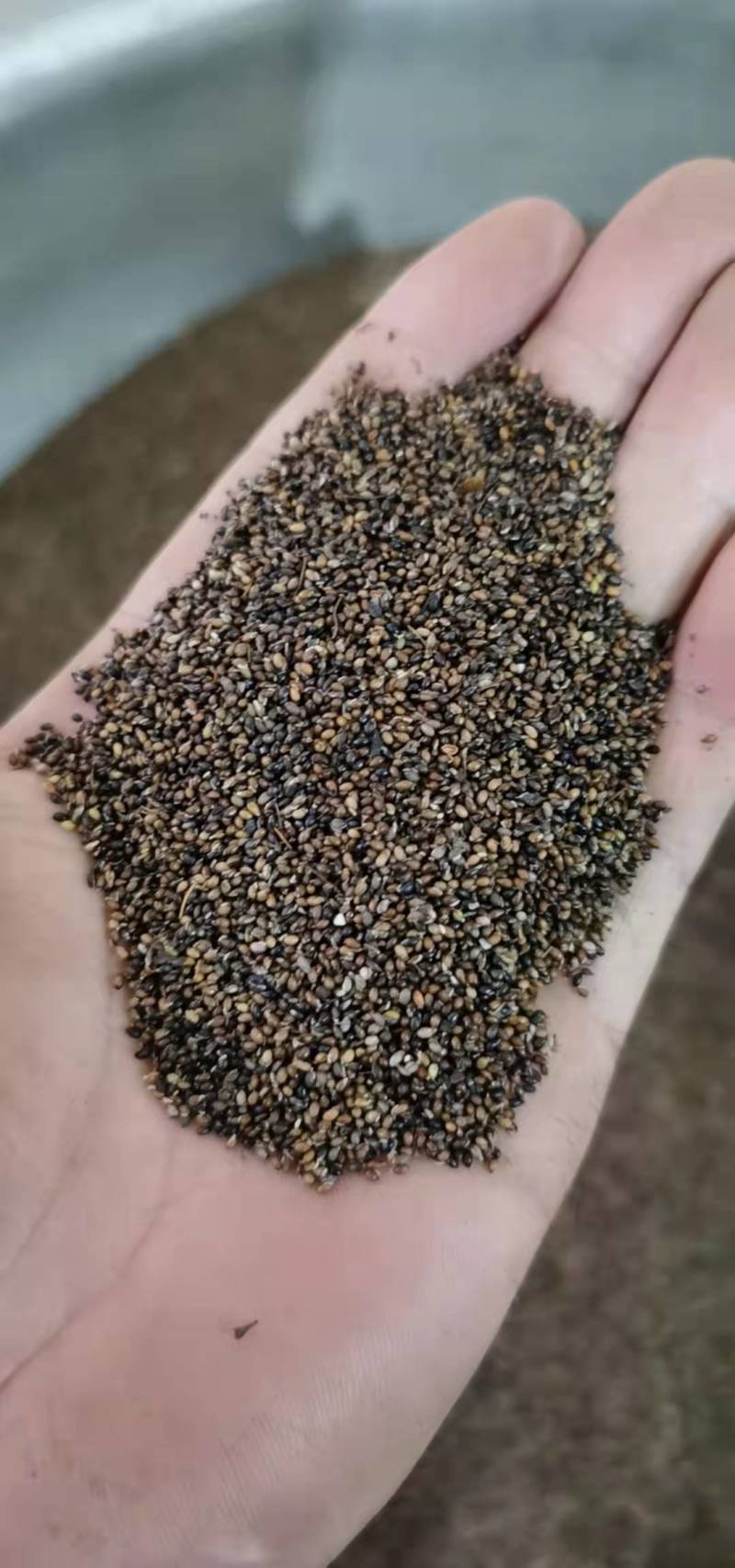 江西宜丰博落回中药材种子,全干货,产地一手货源,全国包邮