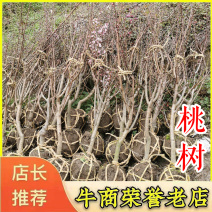 桃树2-3-4-5公分水蜜桃黄桃浙江绍兴新山苗场