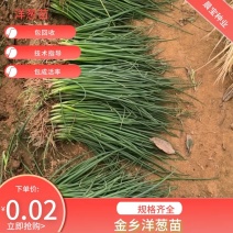 紫红皮洋葱苗签合同包回收