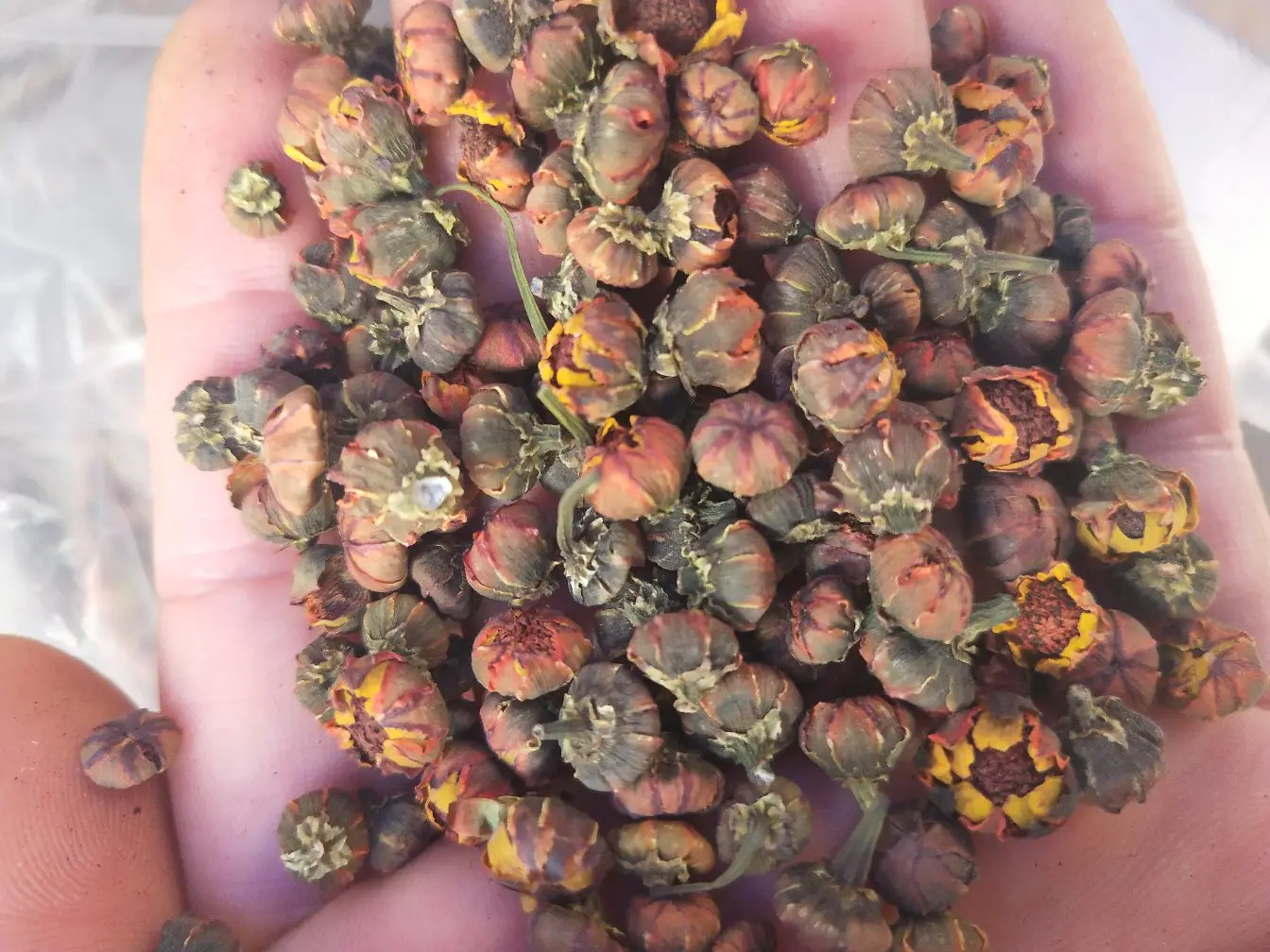 女性正在调制胎菊蜂蜜面膜,手捧玻璃碗,碗中为淡黄色糊状物,背景为浴室环境 胎菊蜂蜜面膜制作图