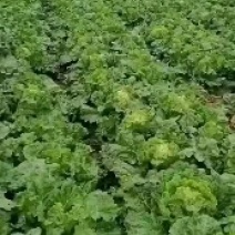 麻叶菜长年有货供应，基地直发，优先推荐散装麻叶菜