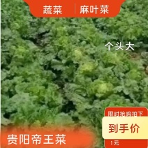 贵阳麻叶菜大量出售，现货现买，可视频看货，诚信长期合作