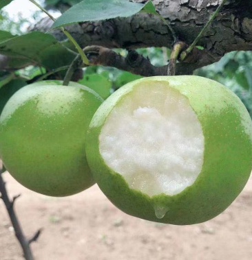 [绿宝石梨苗批发]绿宝石梨 嫁接梨树苗苹果梨子苗 中梨一号南方北方