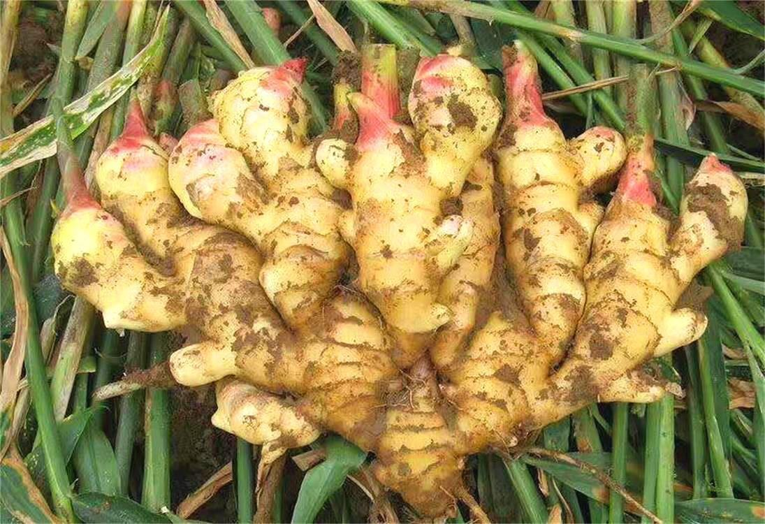 一株生长中的大黄姜植物,叶片狭长绿色,根部膨大的橙黄色根茎部分裸露于土壤表面,旁边放置已采收并切开的鲜姜黄块根,展示其鲜艳的金黄色内部结构 黄姜植株与根茎特写