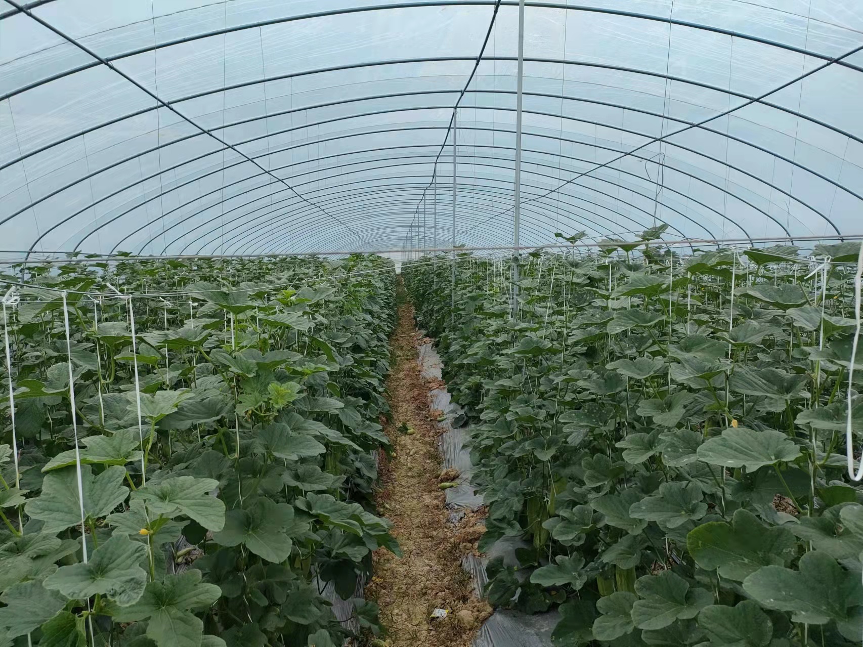 湖北农户在大棚中种植羊角蜜甜瓜