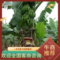 香蕉产地批发巴西蕉一手货源可视频看货基地供货稳定