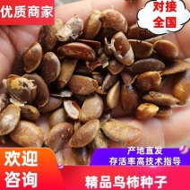 鸟柿子种子，野柿子种子，柿子种子***********