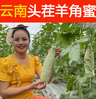 云南头茬羊角蜜3月2日上市了精品大果自然成熟口感酥脆