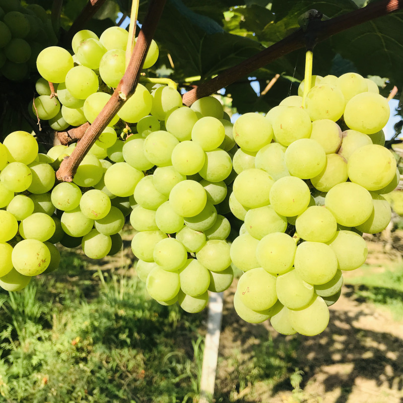 爬藤水晶葡萄树苗南方北方无核盆栽珍珠葡萄苗青葡萄青提葡萄