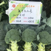 精品西兰花种子耐寒米粒小康千万三号豫艺种业厂家直销