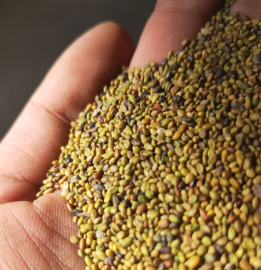 [草木樨种子批发]草木樨种子价格22.00元/斤 - 一亩田