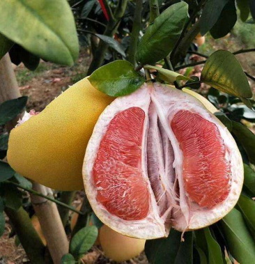 三红蜜柚广西柚子 果肉细腻甜度高自然成熟货量大欢迎订购