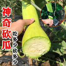 砍瓜种子南瓜种籽北瓜脆嫩搭架作物青皮随吃随切春秋
