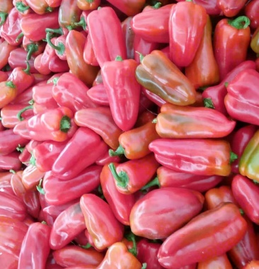 甜椒优质大果锤形甜椒大量上市产地直销量大优惠