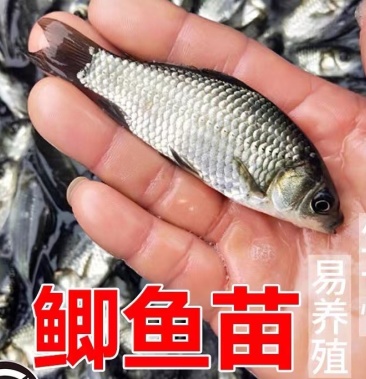 [中科五號鯽魚批發]鯽魚苗,中科五號,麻鯽,大小有貨,品種其全,白鯽.