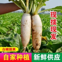 【萝卜】湖北精品白萝卜产地直销无中间商【坏单包赔】