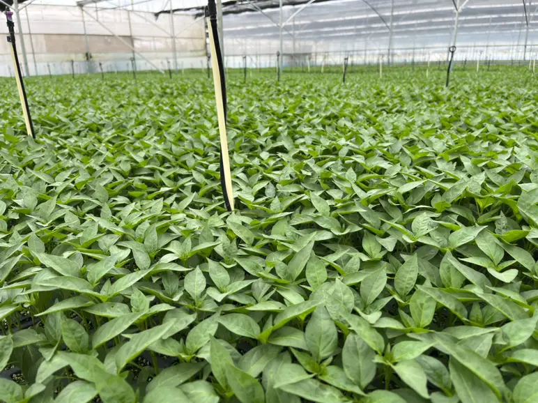 实验室中的辣椒育种研究场景