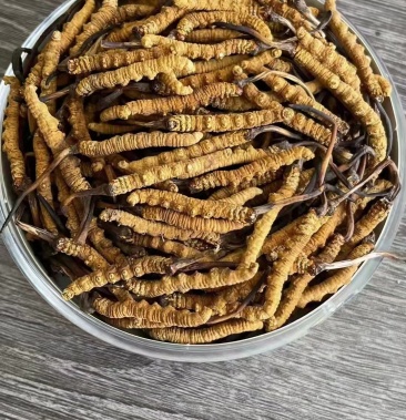 三江源冬虫夏草冬品质保障产地直供棵棵精选量大从优