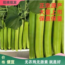 精品弧瓜弧子短瓢大量上市产地直发保质保量可视频看货