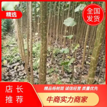 杨树苗吉德杨南林38043412新69巨霸杨泗杨一号