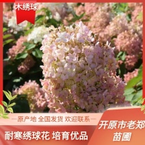 木绣球圆锥绣球花大花水桠木扦插小苗规格全量大从优