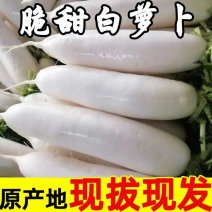 白萝卜超级白规格整齐产地直销货源充足价格低交通便利全国发