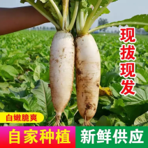 精品萝卜产地大量供应，诚信经营放心订购支持发货