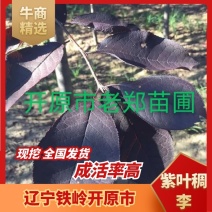 紫叶稠李园林绿化树苗彩叶工程用苗编织造型树规格全