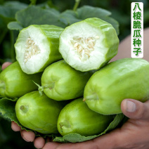 菜瓜种子八棱脆菜瓜青瓜甜瓜嫩瓜种籽香脆菜瓜春秋种植