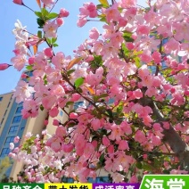 湖北海棠苗三匹罐野山茶高山野红茶