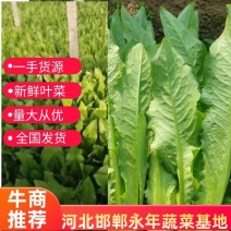 油麦菜，基地发货，量大从优，接受预定。电话联系