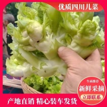 四川精品儿菜大量上市长期供应保质保量协助找车