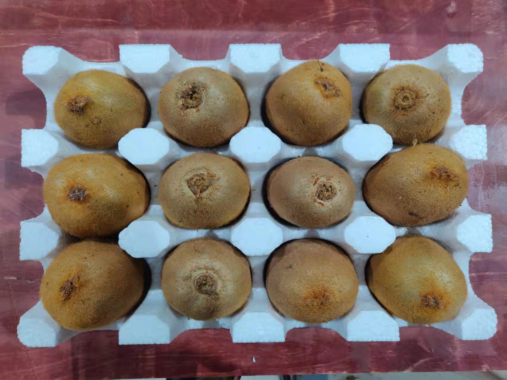 三颗并列摆放的猕猴桃,左侧为翠香(长椭圆形),中间为海沃德(近圆形),右侧为红阳(扁圆形),背景为白色桌布,用于直观展示不同品种的果形差异 翠香猕猴桃与其他品种对比图