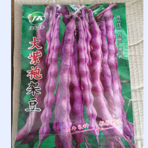 紫红四季豆种子抗病早熟春夏秋播架圆形豆厚肉高产季蔬菜种子