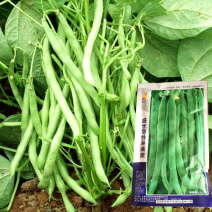 四季芸豆种子翠绿早满架豆籽无筋丝肉厚扁圆春秋地种植高产