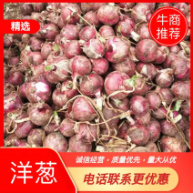 产地直供红（紫）皮80以上洋葱，量大，价低，口感甜。