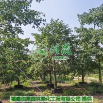 漳州大腹木棉批发价格、福建大量供应樱花木棉、大腹木棉种植
