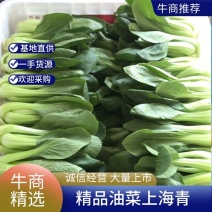 精品油菜，上海青，大量供应，长年专业代收代办，专业团队