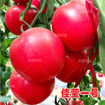 西红柿种子佳莹一号硬粉番茄种籽耐低温精品大果柿子种毛粉