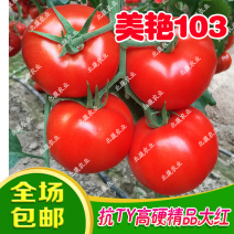 大红西红柿种子美艳103抗死棵耐低温大果番茄种籽北蔬农业