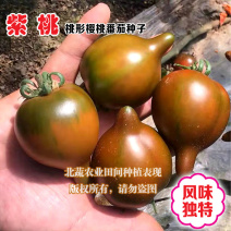 紫桃小番茄种子口感好桃形小柿子种籽带尖圣女果种孑北蔬农业