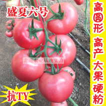西红柿种子盛夏六号抗TY好吃大果硬粉番茄种籽耐裂大田大棚