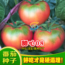 草莓番茄种子甜心08酸甜好吃水果西红柿种籽北蔬农业