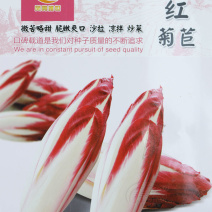 软化菊苣种子四季阳台蔬菜