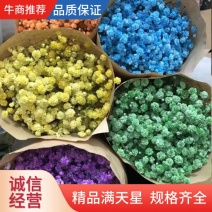 【满天星】鲜切花白色彩色齐全昆明鲜花基地直批新鲜包邮到家