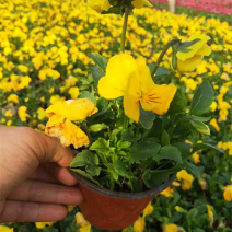 山东三色堇花苗价格三色堇基地销售青州花卉草花直销